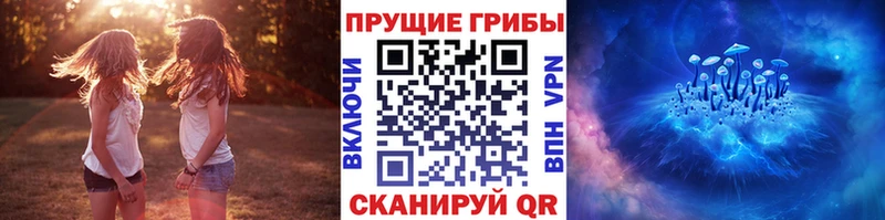 купить наркоту  Цимлянск  Галлюциногенные грибы Cubensis 
